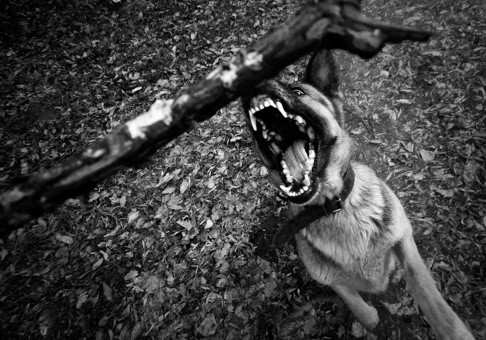 Read more about the article Key Indicators Of Potential Aggression In Dogs